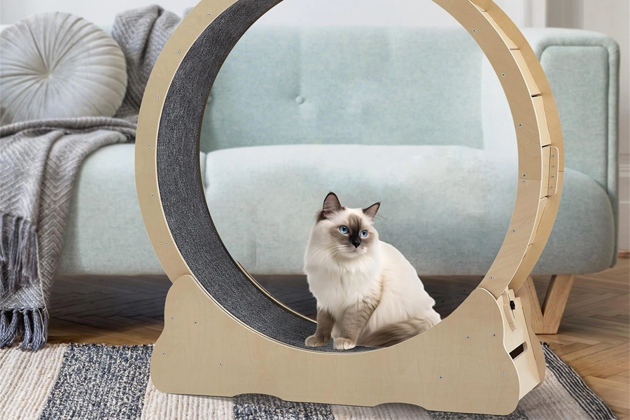 Cat Fitness Wheel