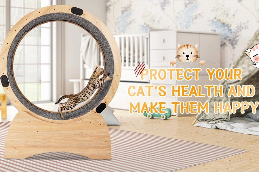 Cat Activity Wheel