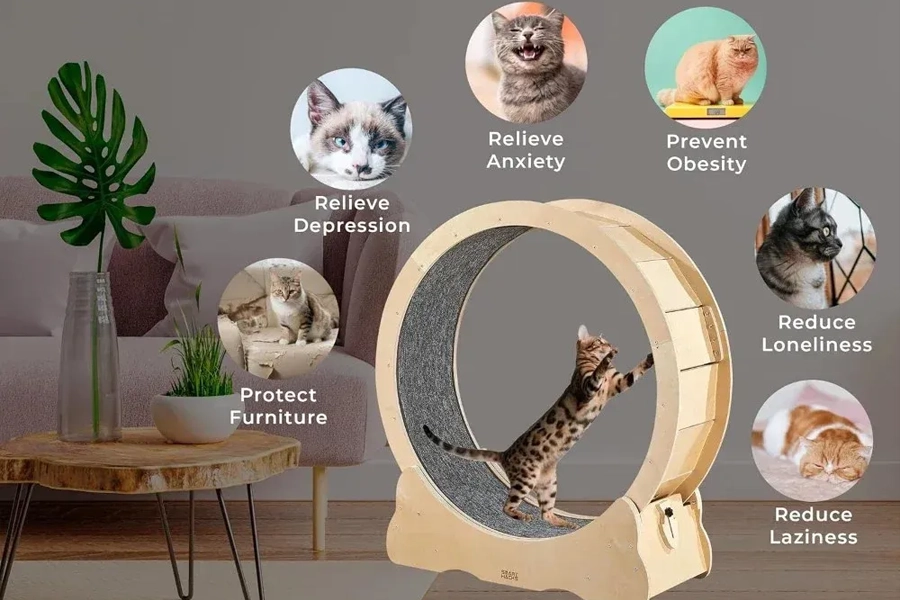Cat Fitness Wheel