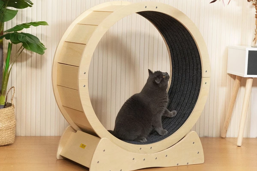 Cat Fitness Wheel
