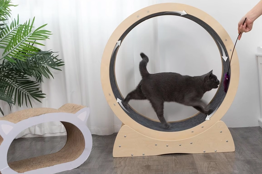 Pet Exercise Equipment for Cats