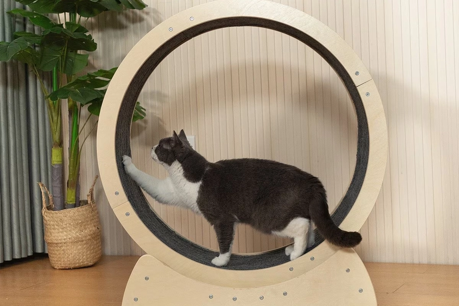 Cat Activity Wheel